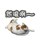 I am a DODO. Meow ~ 1（個別スタンプ：22）