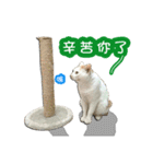 I am a DODO. Meow ~ 1（個別スタンプ：38）