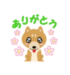 柴犬☆らっきー（個別スタンプ：35）