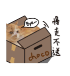 Choco cat（個別スタンプ：40）