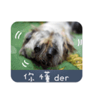 Miniature Schnauzer DOG（個別スタンプ：15）