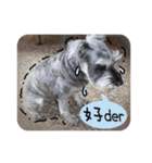 Miniature Schnauzer DOG（個別スタンプ：32）