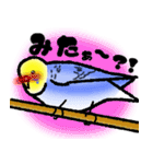 Picasso of the parakeet 2（個別スタンプ：15）