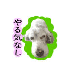 愛犬クーが来た。（個別スタンプ：8）