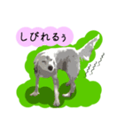 愛犬クーが来た。（個別スタンプ：11）