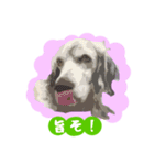 愛犬クーが来た。（個別スタンプ：21）