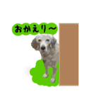 愛犬クーが来た。（個別スタンプ：23）