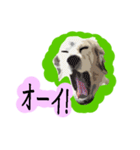 愛犬クーが来た。（個別スタンプ：28）