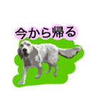 愛犬クーが来た。（個別スタンプ：39）