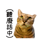 The real cats of the sinkcomic（個別スタンプ：4）