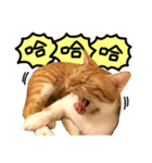 The real cats of the sinkcomic（個別スタンプ：6）