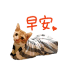 The real cats of the sinkcomic（個別スタンプ：12）