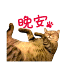 The real cats of the sinkcomic（個別スタンプ：13）