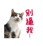 The real cats of the sinkcomic（個別スタンプ：15）