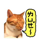 The real cats of the sinkcomic（個別スタンプ：18）