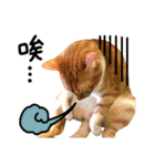 The real cats of the sinkcomic（個別スタンプ：20）