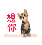 The real cats of the sinkcomic（個別スタンプ：22）