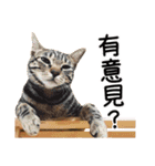 The real cats of the sinkcomic（個別スタンプ：23）