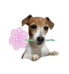 TUNA (Jack Russell Terrier)（個別スタンプ：3）