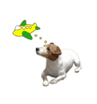 TUNA (Jack Russell Terrier)（個別スタンプ：4）