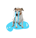 TUNA (Jack Russell Terrier)（個別スタンプ：5）