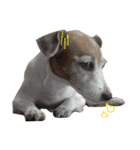 TUNA (Jack Russell Terrier)（個別スタンプ：14）