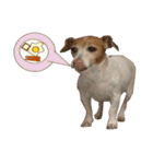 TUNA (Jack Russell Terrier)（個別スタンプ：17）