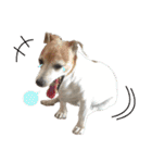 TUNA (Jack Russell Terrier)（個別スタンプ：21）