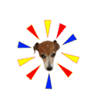 TUNA (Jack Russell Terrier)（個別スタンプ：27）