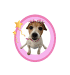 TUNA (Jack Russell Terrier)（個別スタンプ：39）