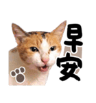 Money is a CAT（個別スタンプ：1）