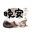 Money is a CAT（個別スタンプ：2）