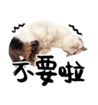 Money is a CAT（個別スタンプ：5）