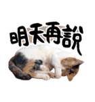 Money is a CAT（個別スタンプ：6）