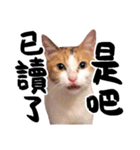 Money is a CAT（個別スタンプ：8）