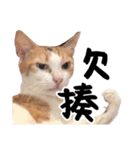 Money is a CAT（個別スタンプ：10）