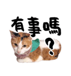 Money is a CAT（個別スタンプ：11）