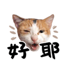 Money is a CAT（個別スタンプ：12）