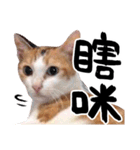 Money is a CAT（個別スタンプ：13）