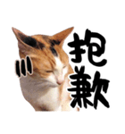 Money is a CAT（個別スタンプ：14）