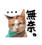 Money is a CAT（個別スタンプ：16）