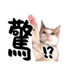 Money is a CAT（個別スタンプ：17）