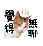 Money is a CAT（個別スタンプ：19）