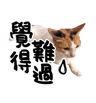 Money is a CAT（個別スタンプ：20）