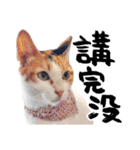 Money is a CAT（個別スタンプ：21）