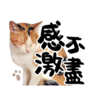 Money is a CAT（個別スタンプ：22）