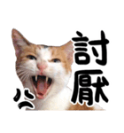 Money is a CAT（個別スタンプ：23）