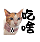 Money is a CAT（個別スタンプ：24）