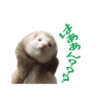 Chubby ferret 1（個別スタンプ：7）