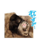 Chubby ferret 1（個別スタンプ：19）
